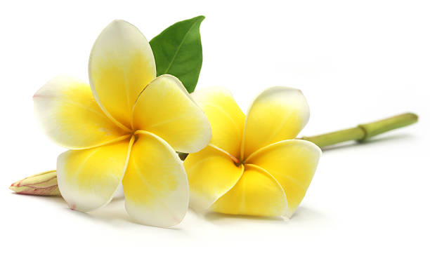 istock Tropcal Frangipani 503833923