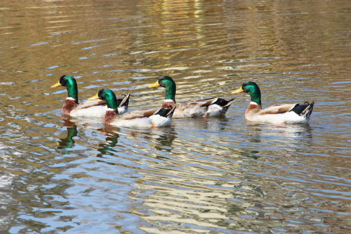 A group of four mallards swimming.