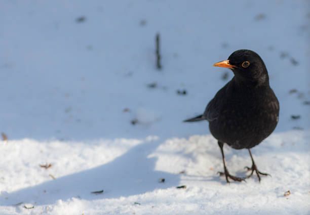 istock portrait of a blackbird 503834463