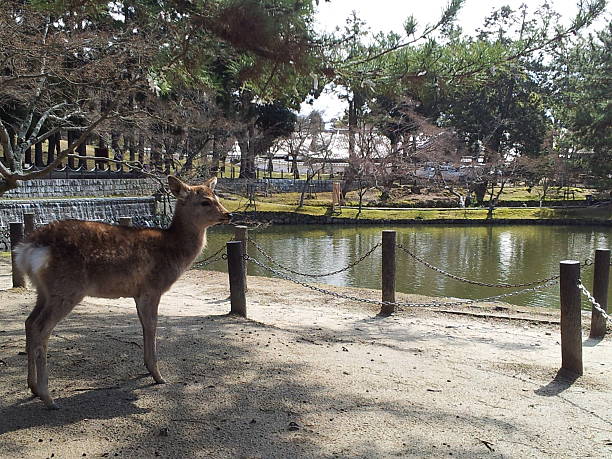 istock Deer is Looking to the Lake, Nara, Japan 503834609