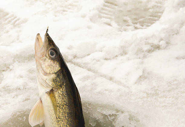 istock Catching a Walleye Ice Fishing 503835142