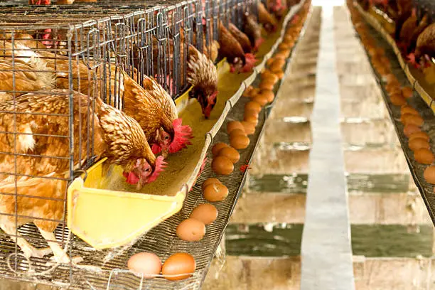 Photo of Eggs chicken farm