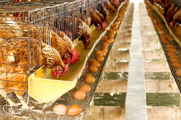 яйца куриные фермы, - домашняя птица стоковые фото и изображения