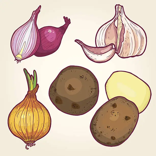 Vector illustration of Vegetables- illustration.