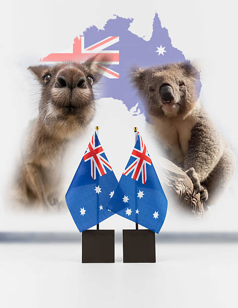 istock Two Australian desk flags, koala and kangaroo with map 503837060