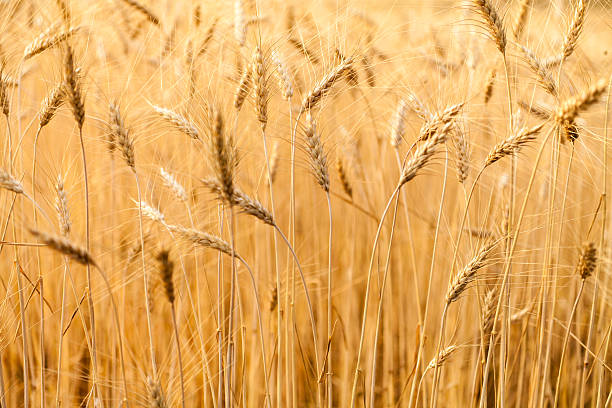 Campo de trigo - foto de acervo