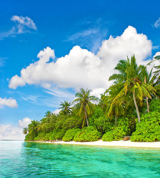 istock Tropical island beach. Palm trees. Blue water sky 503837288