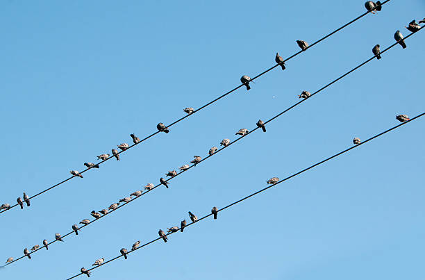 istock Birds On A Telephone Line 503837587