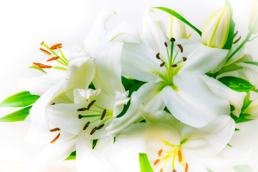 Collection of brightly lit White Lilies