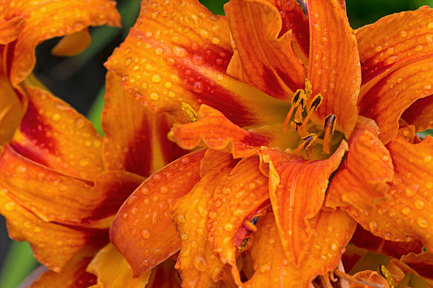 istock Close-up of a tiger lily 503838177