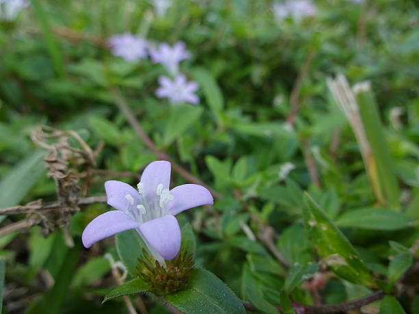 istock Flower in the Grass 503838952