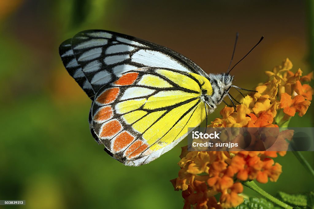 Common Jezebel (Delias eucharis) Butterfly. Common Jezebel (Delias eucharis) butterfly sitting on lantana flowers. Bunch Stock Photo