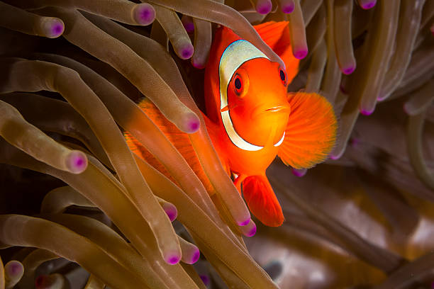 istock Maroon Clownfish in Anemone 503839942