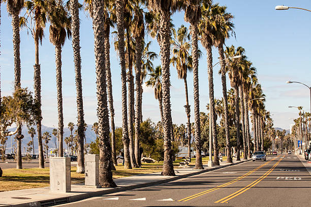 istock California palm trees 503840774