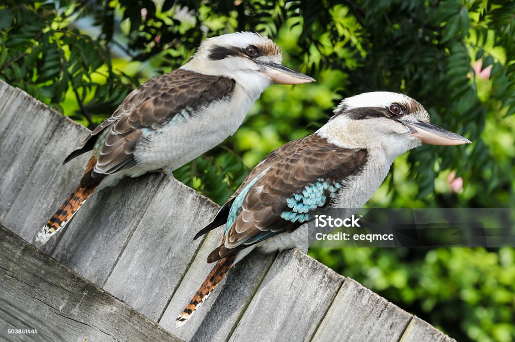 Two laughing kookaburra sit on a fence Tilted photo about two laughing kookaburras sitting on a wooden fence Animal Stock Photo