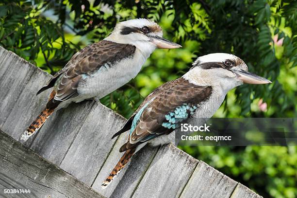 Two Laughing Kookaburra Sit On A Fence Stock Photo - Download Image Now - Animal, Animal Themes, Animal Wildlife