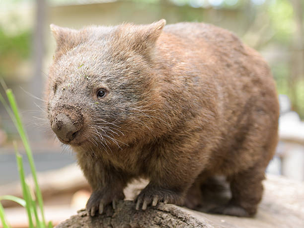 wombat común - wombat animal mammal marsupial fotografías e imágenes de stock