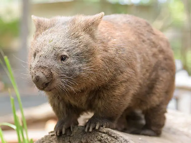 Common wombat stands on a tree trunk and curiously looks something