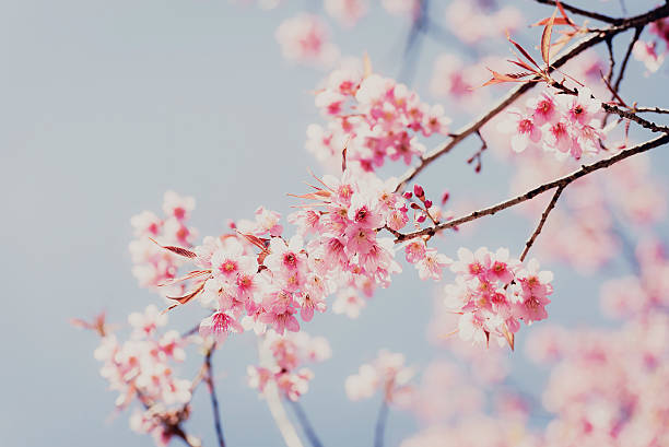 rosa flor de cerejeira - suthep imagens e fotografias de stock