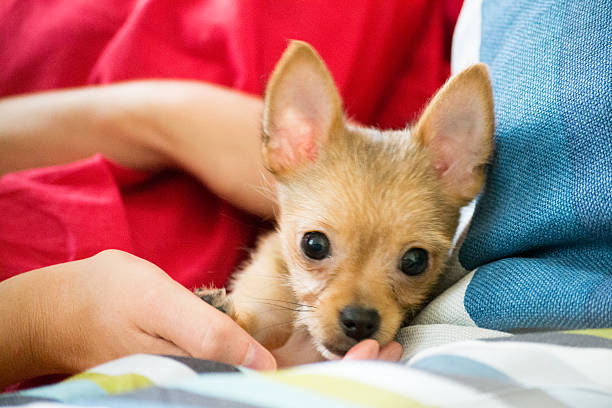 chihuahua jouant - chihuahua stroking pets human hand photos et images de collection