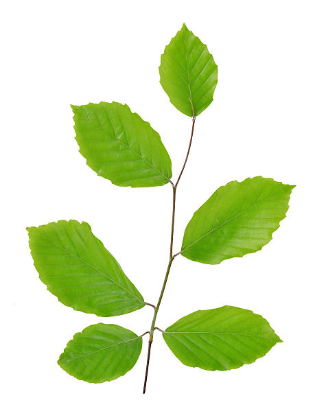 faia ramo de primavera com verde folhas - beech tree leaf isolated branch imagens e fotografias de stock