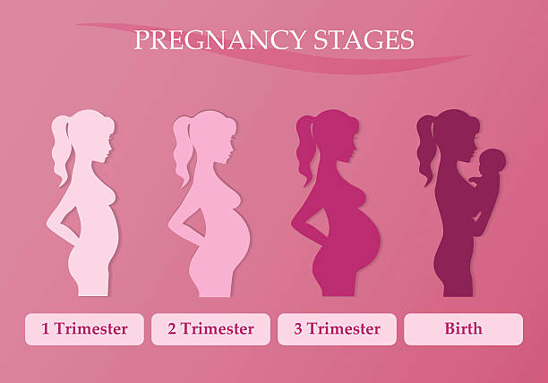 Pregnant woman - first, second and third trimester Vector illustration of pregnant female silhouettes. Changes in a woman's body in pregnancy. Pregnancy stages, trimesters and birth, pregnant woman and baby. Infographic elements second trimester stock illustrations