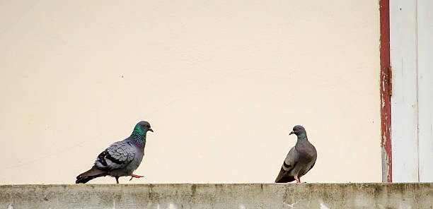 istock The two pigeons are standing on the concrete floor 503847022