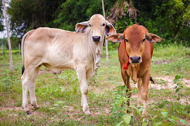 istock Red calf in a meadow 503847170
