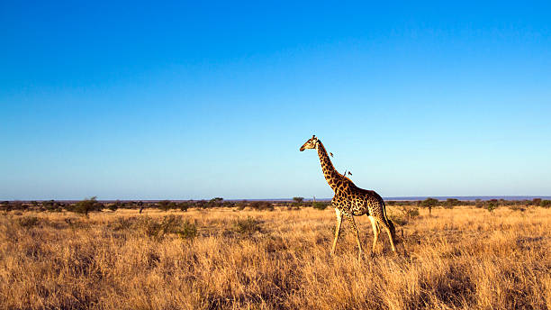 istock Giraffe in Kruger National park 503847650