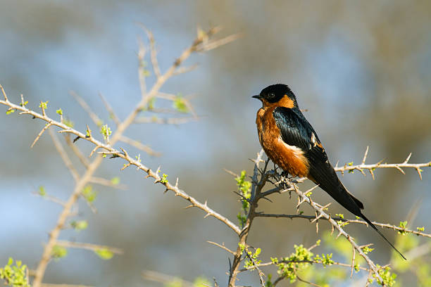 Adult Egyptian Barn Swallow (Hirundo rustica savignii) resting on a power line in ancient Luxor.