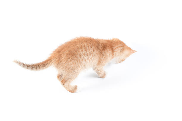 istock Little red stripped kitten isolated on white 503849776