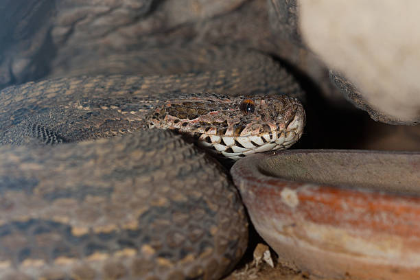 istock Poisonous snake is in the terrarium, close up. 503849876