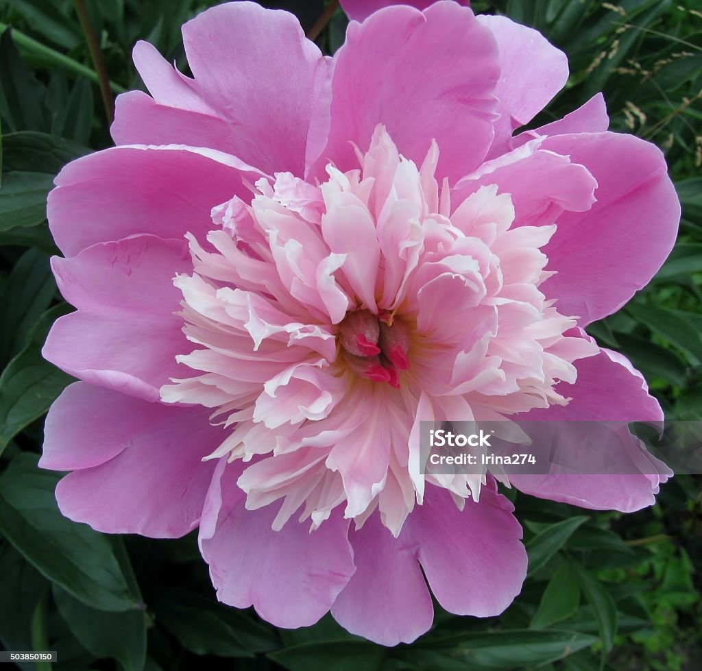 Fresh pink peony flower closeup on the bush Beauty In Nature Stock Photo