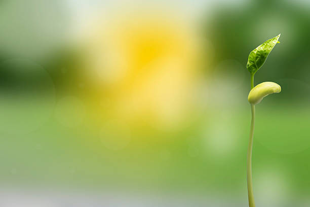 istock Growth of new life  on white background 503850416
