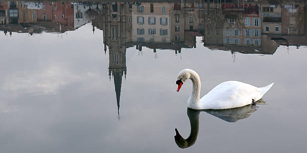 graceful white swan reflected on the water surface in town, quite and romantic image, glacie water, St Laurent on river Saône, horizontal, copy space, outdorrs shoot, France