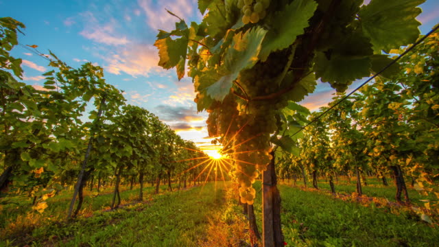 T/L 8K shot of the vineyard at sunset
