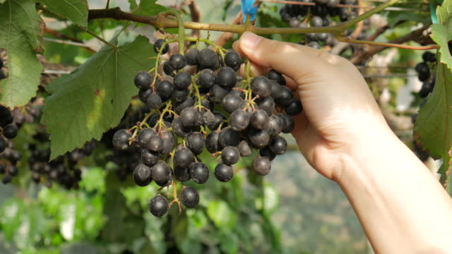 4K:Harvesting grapes in the grape farm