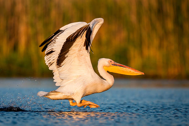 Starting white pelican stock photo