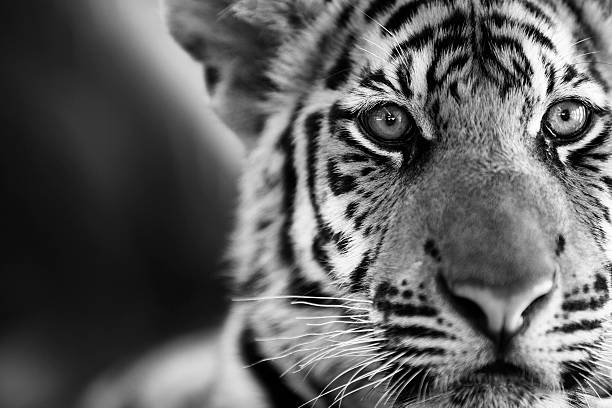 Tiger Portrait