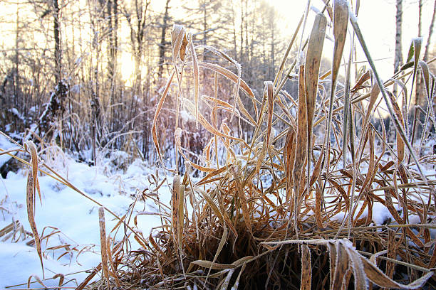 istock frost on the bush in the woods 503863274