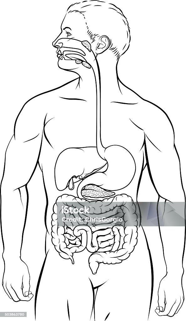 Ilustración de Sistema Digestivo Humano y más Vectores Libres de Derechos  de Anatomía - Anatomía, Dibujo, Sistema digestivo - iStock