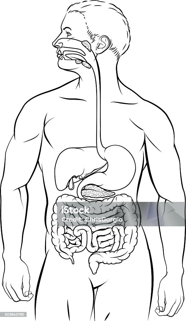 Ilustración de Sistema Digestivo Humano y más Vectores Libres de Derechos de Anatomía - Anatomía, Dibujo, Sistema digestivo - iStock Ilustración de Sistema Digestivo Humano y más Vectores Libres de Derechos de Anatomía - Anatomía, Dibujo, Sistema digestivo - iStock