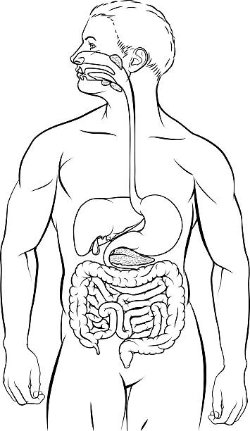Human Digestive System Human digestive system, digestive tract or alimentary canal black and white illustration human duodenum stock illustrations