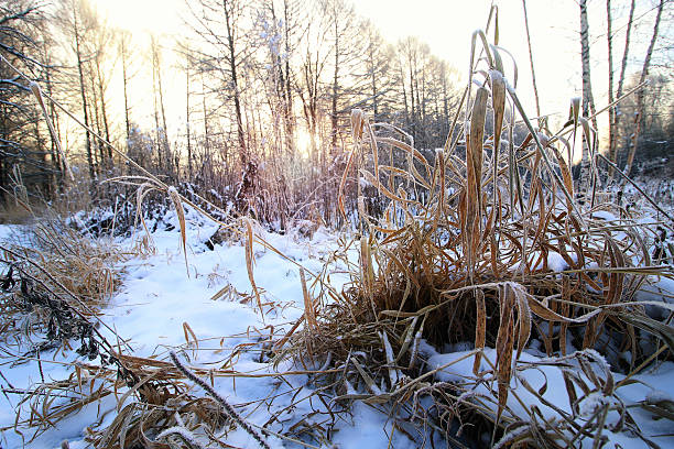 istock frost on the bush in the woods 503864076