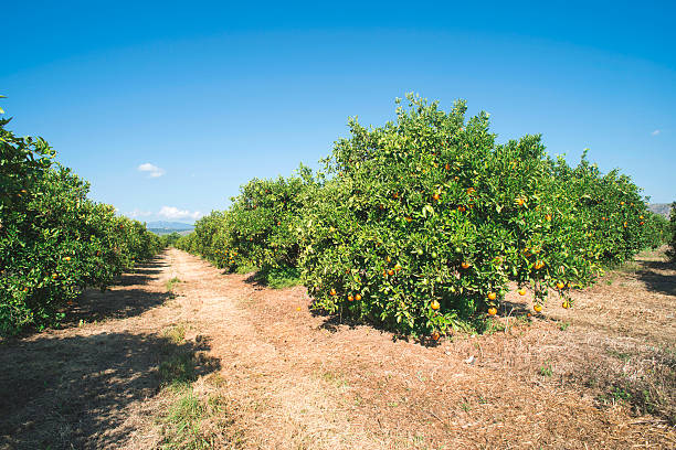 istock Orange trees in plantation 503864938