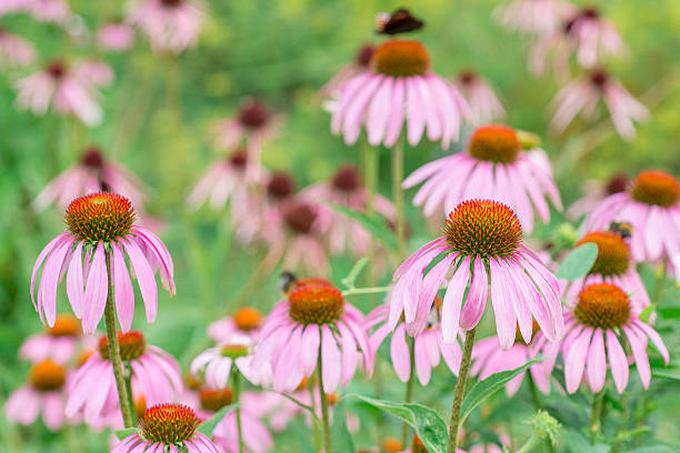 istock Flowers Echinacea purpurea 503866612