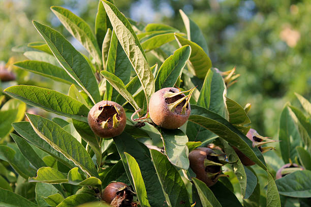 Medlars in fruit tree Medlars in fruit tree closeup  germanica mespilus mespilus germanica mispel stock pictures, royalty-free photos & images