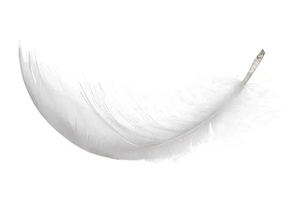 Photo of fluffy white isolated curled feather