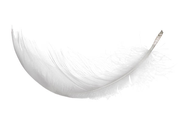 мягкий белый изолированных изогнутыми feather - feather стоковые фото и изображения