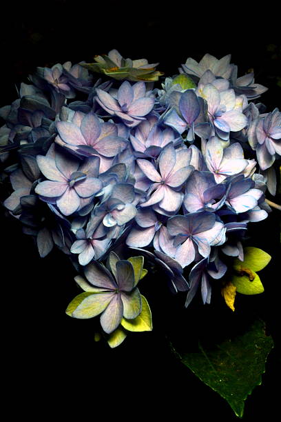 Blue Hydrangea stock photo